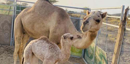 Bahla Other | Jabreen Castle Camping