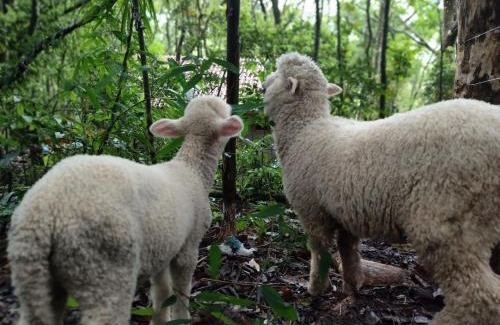 Maquine Ski Chalet | Janela do céu chalés
