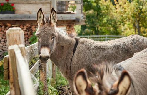 Racines Apartment | Jaufenspitze Blasighof