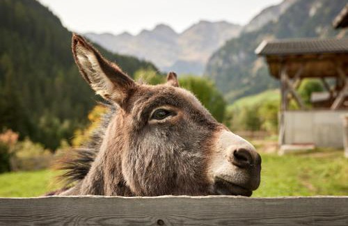 Racines Apartment | Jaufenspitze Blasighof