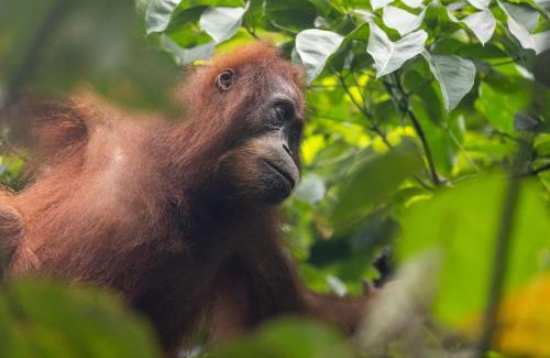 Bukit Lawang House | Jungle View Homestay & Guesthouse Only Stay Here Book Treking With Us