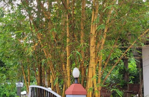 Parassinikadavu Apartment | K K Residency