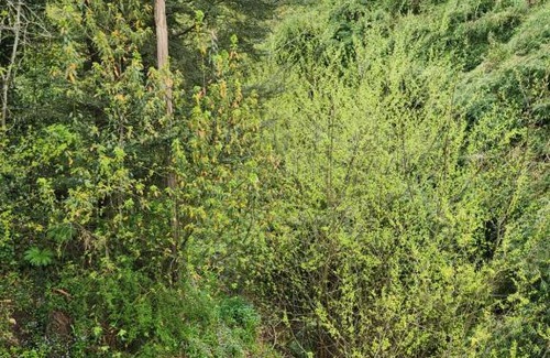 Puerto Varas Apartment | Kalas Cabañas