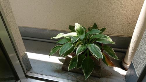 Hiroshima City Centre Hotel | Kasuga Ryokan