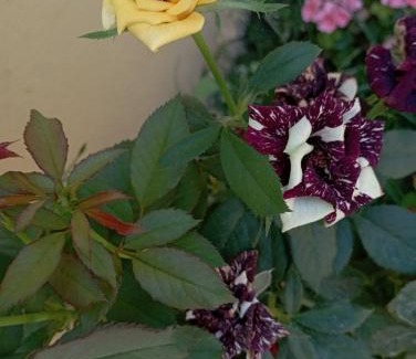 Dalyan City Center Apartment | Kayalı apart hotel