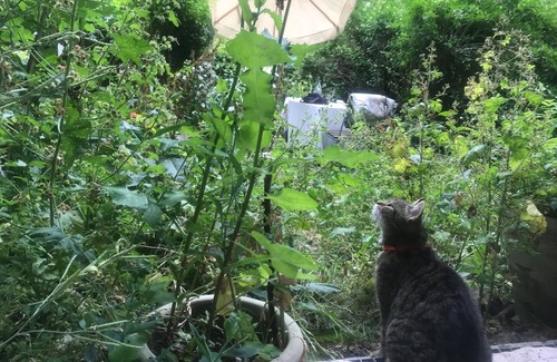 Friedrichshain-Kreuzberg Apartment | Kotti D' Azur, apartment with terrace, garden & 2 cats in the center of Berlin