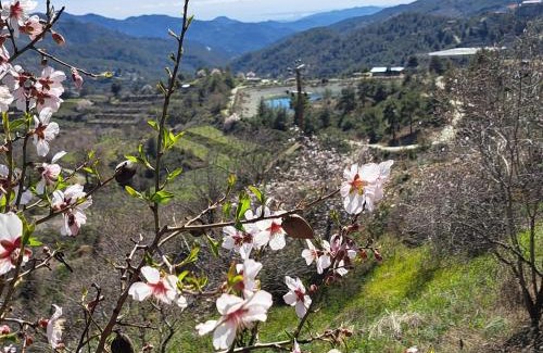 Kyperounta Apartment | Kyperounta Troodos mountain house