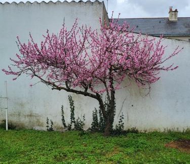 Doue-la-Fontaine House | L'escale des roses