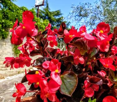 Cineto Romano Hotel | L'Oliveto