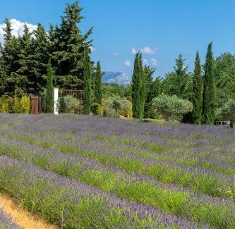 Aix-en-Provence House | La Bastide de Damien, 5 clefs Demeure d'Exception et Table Remarquable dans le guide Teritoria, JACUZZI Privatif, Cuisine étoilée Dominique Frérard