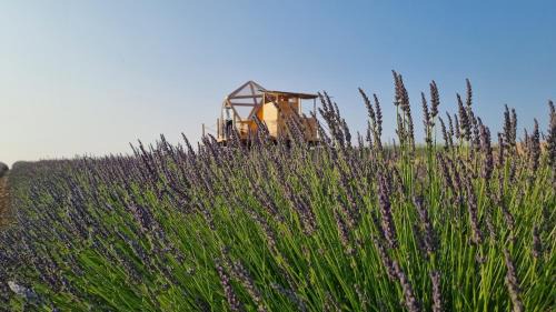 Valensole Other | La bulle ico