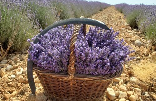 Valensole Other | La bulle ico