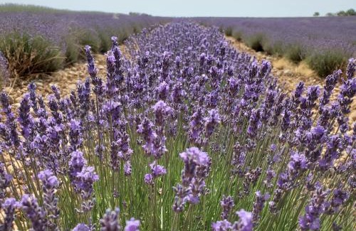 Valensole Other | La bulle ico