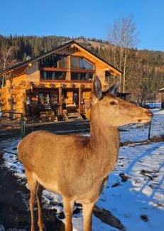 Vatra Dornei Ski Chalet | La Căsuță