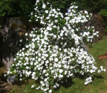 Saint-Martin-le-Vieux Bed & Breakfast | La Fromagerie