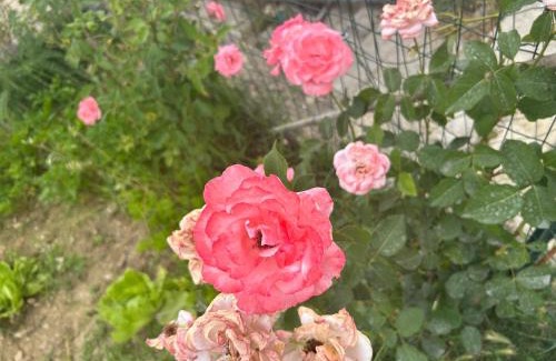 Pico Bed & Breakfast | La Raganella D'Oro