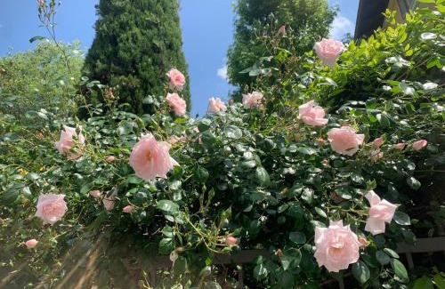 Old Town House | La tua casa con giardino a 2 passi dal centro