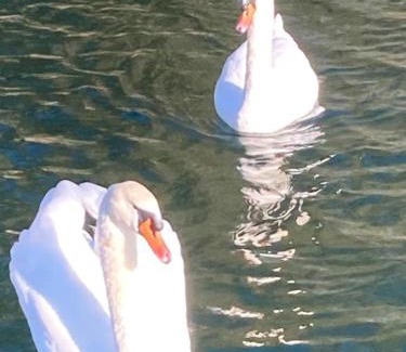 Castel Volturno Resort | Lake Resort & SPA Experience