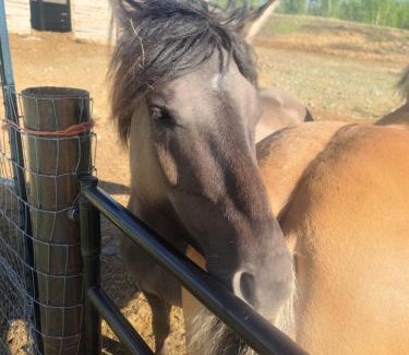 Houston House | Lake View LOFT Cabin off grid Solar