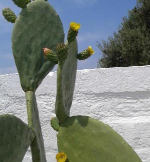 Pezze di Greco Bed & Breakfast | Lama Cupa