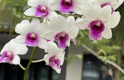 Lingshui County House | Lanyuan Xiaozhu-New Chinese Courtyard B&B
