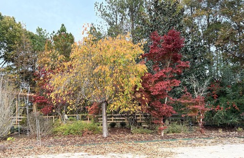 Hollins House | Large family retreat/Game day Home/ 9000sq Ft.