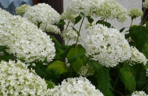 Le Pin House | Le Clos BUYRAGANE, Pays d'Auge