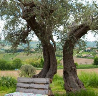 Cupramontana Bed & Breakfast | LE PIUME B&B