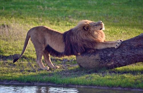 Lumigny-Nesles-Ormeaux Hotel | Le Royaume des Lions