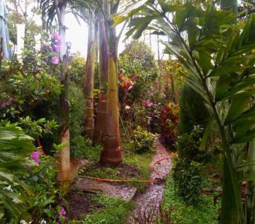 Antsirabe Villa | Les azalées