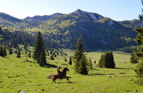 Velika Plana Apartment | Linden Tree Retreat & Ranch