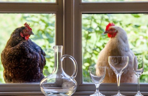 Loose Hotel | Lindenhof ChezArtistes