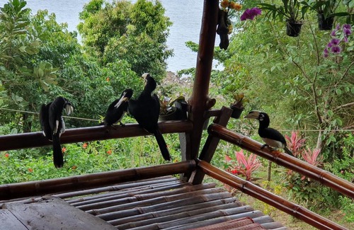 Ranong House | Littleduck bungalow Koh Chang Ranong