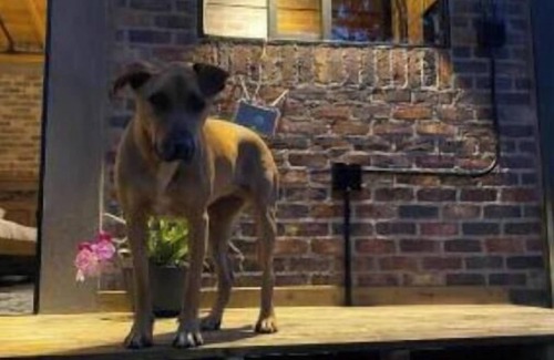 Rionegro Ski Chalet | Lodging La colonia