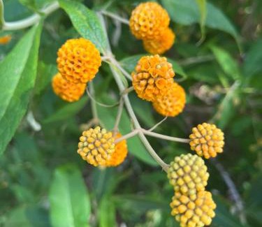 Castro House | Loft Nalhuitad