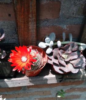 El Mollar House | Los Cactus