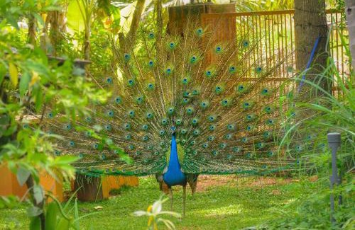 Inamaluwa Cabin | Machcha Lodge Sigiriya