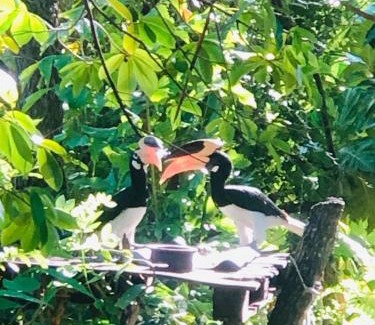 Inamaluwa Cabin | Machcha Lodge Sigiriya