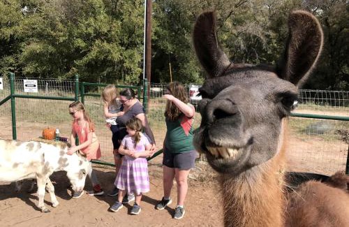 Dennis House | Magical Treehouse with Slide by Brazos River for Family Glamping Adventures in Texas