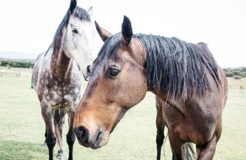 Kalgan Hotel | Majuba Country Lodge