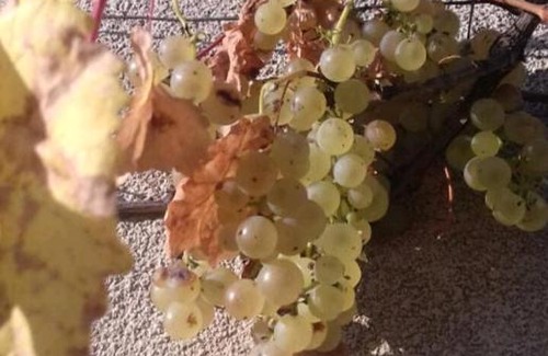 Villersexel Bed & Breakfast | Manoir des Vieilles Vignes