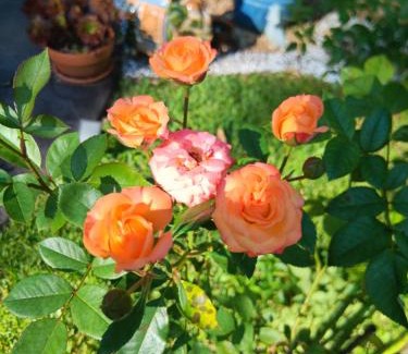 Mapleton Bed & Breakfast | Mapleton Peaceful Provence BnB