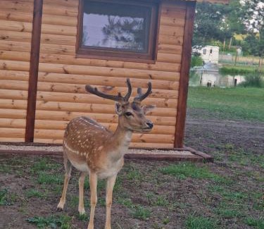 Ketrzyn House | MAZURY-NOWY Domek letniskowy na Łowisku Muławki