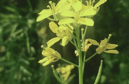 Lohagara Upazila Apartment | Mehedy