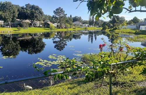 Citrus Park Apartment | Monterey Suit at Citrus Park