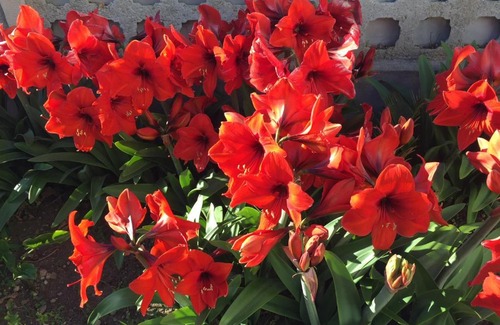 La Pietraia House | Mony's Island B&B