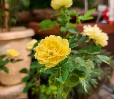 Xihu Hotel | Moonlit Orchid Bay · Coffee & Tea