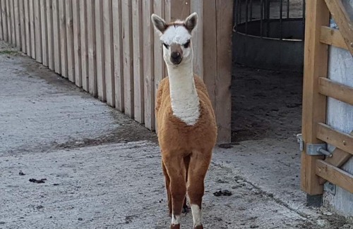 Pickering House | Morgan's Rest