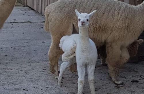 Pickering House | Morgan's Rest