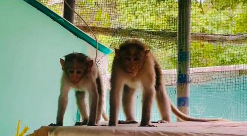 Kumily House | Mountain View Homestay